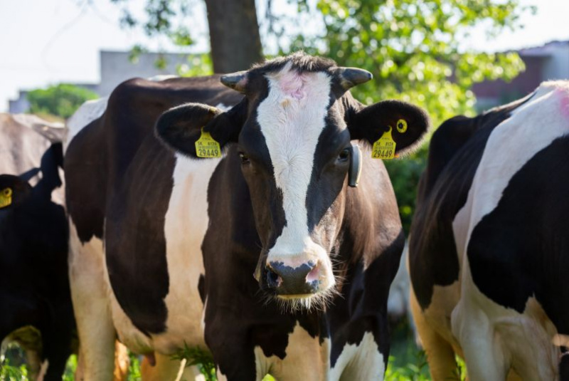 Naša ponuka / Živočíšna výroba - foto