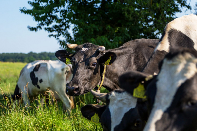 Naša ponuka / Živočíšna výroba - foto