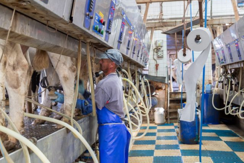 Naša ponuka / Živočíšna výroba - foto