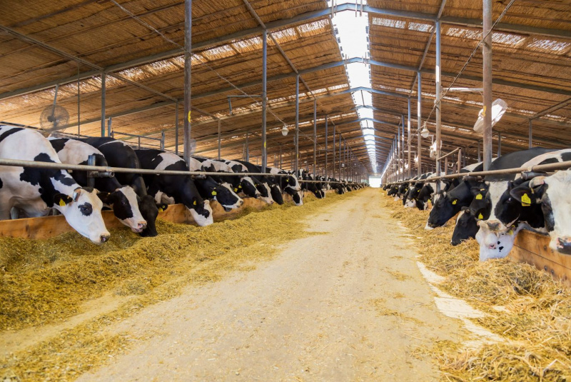 Naša ponuka / Živočíšna výroba - foto