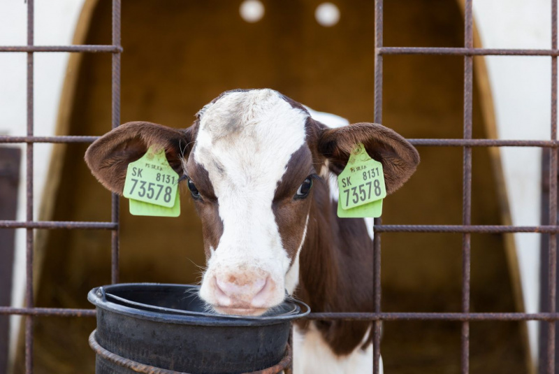 Naša ponuka / Živočíšna výroba - foto