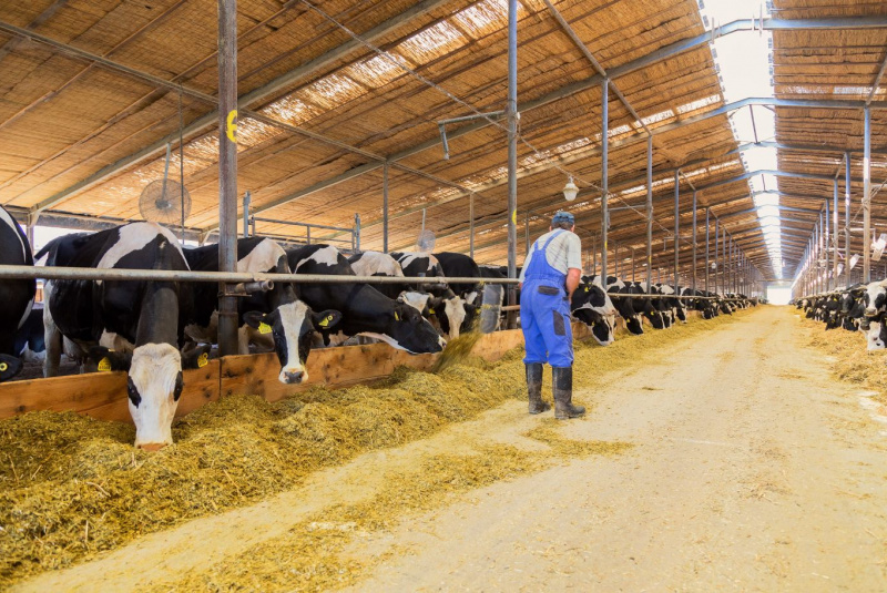 Naša ponuka / Živočíšna výroba - foto